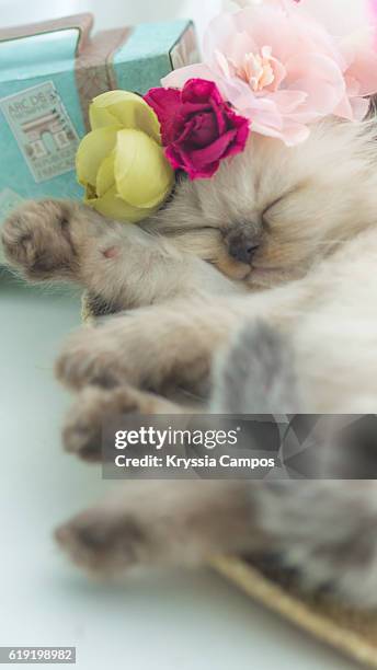 sleeping little kitten wearing flowers on head - cat with red hat foto e immagini stock