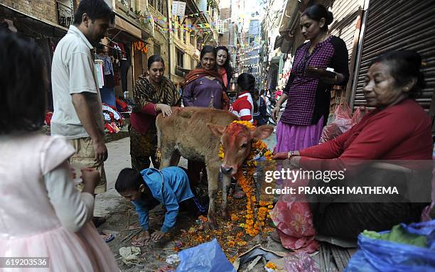 Nepalese Hindu devotee crawls under a cow regarded as an incarnation of the Hindu Goddess of prosperity Laxmi, during the Tihar festival in Kathmandu...