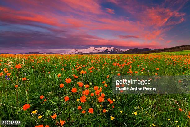 flowering globe-flower in the mountains - summits russia 2015 fotografías e imágenes de stock