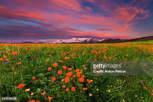 flowering globe-flower in the mountains - summits russia 2015 stock pictures, royalty-free photos & images