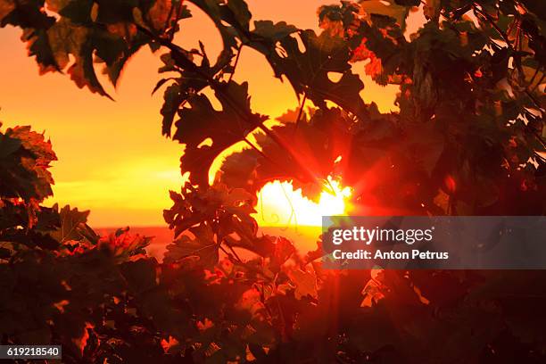 sunset in the vineyard. heart from leaves - red dirt stock pictures, royalty-free photos & images