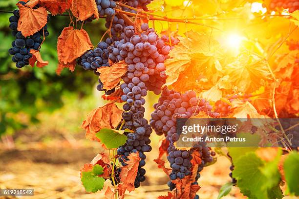 bunch of grapes in autumn - vineyard leafs stockfoto's en -beelden