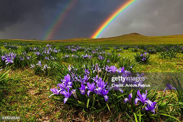 rainbow over the flowering meadow - arco iris doble fotografías e imágenes de stock