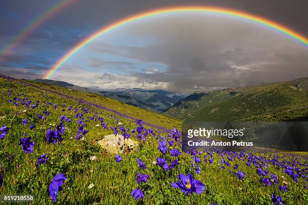 rainbow over the flowering meadow - arco iris doble fotografías e imágenes de stock