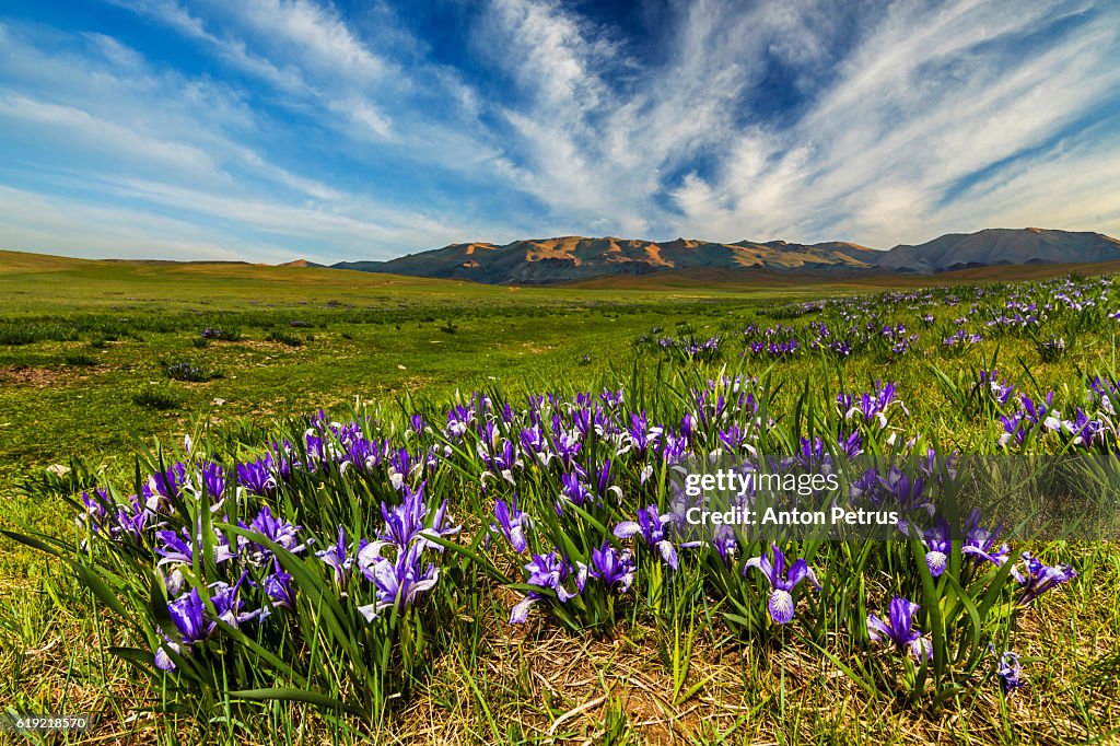 Blooming irises in the mountains