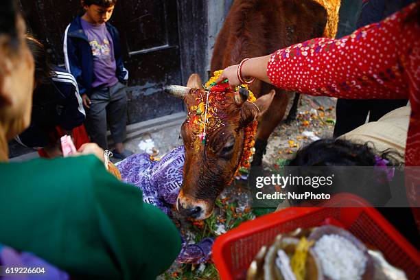 Nepali devotees worship cow during the Gai puja cow worship day as part of Tihar festival in Kathmandu, Nepal, October 30, 2016. &quot;Tihar&quot;,...