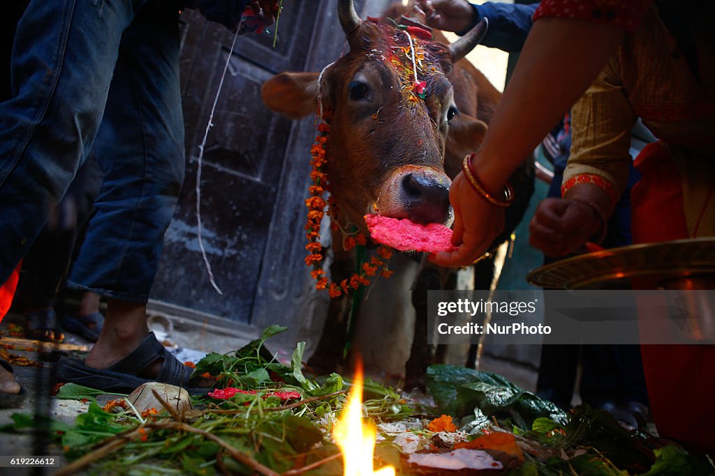 Nepali Devotees Worship Cow During The Gai Puja Cow Worship Day As nepali-devotees-worship-cow-during-the-gai-puja-cow-worship-day-as