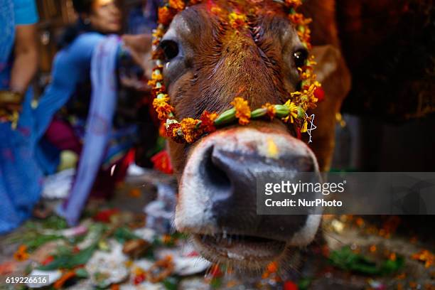 Nepali devotees worship cow during the Gai puja cow worship day as part of Tihar festival in Kathmandu, Nepal, October 30, 2016. &quot;Tihar&quot;,...