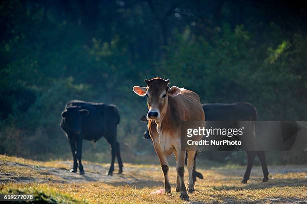 Cow leave on a field to for the offering during Cow Festival as the procession of Tihar or Deepawali and Diwali celebrations at Kathmandu, Nepal on...