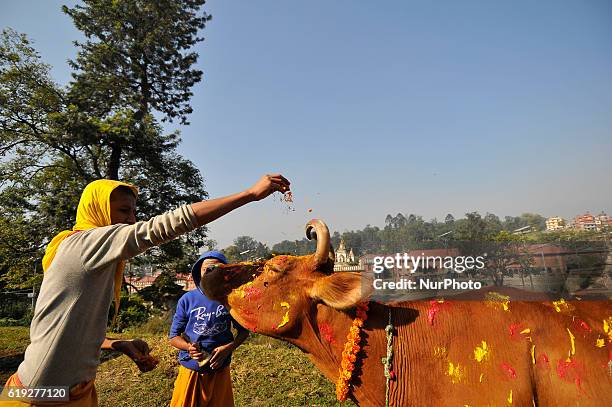 Young Nepalese hindu priest offering flower on a cow during Cow Festival as the procession of Tihar or Deepawali and Diwali celebrations at...