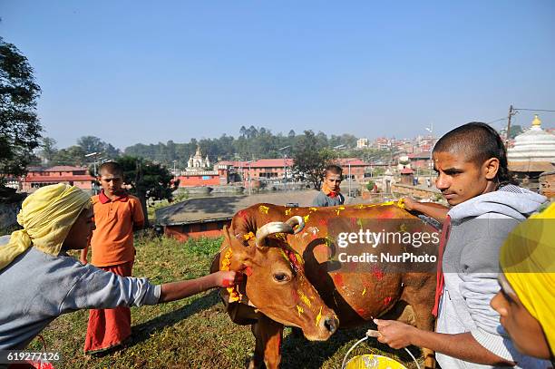 Young Nepalese hindu priest worshiping a cow during Cow Festival as the procession of Tihar or Deepawali and Diwali celebrations at Kathmandu, Nepal...