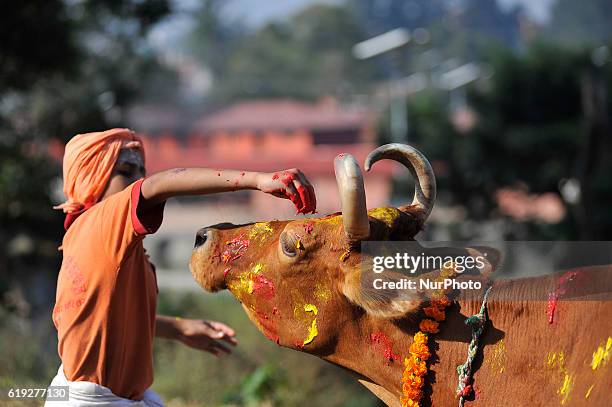 Young Nepalese hindu priest worshiping a cow during Cow Festival as the procession of Tihar or Deepawali and Diwali celebrations at Kathmandu, Nepal...