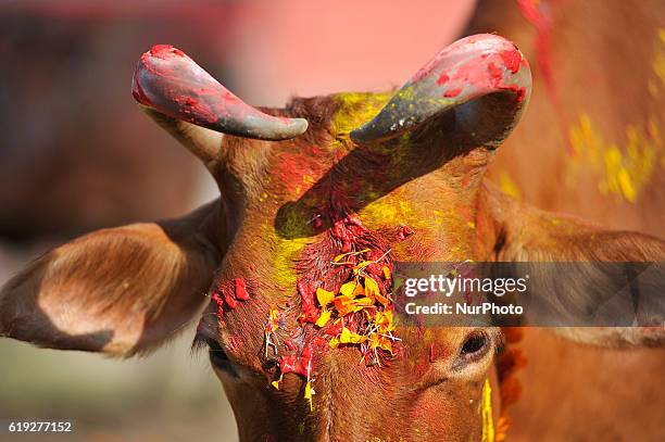 Cow with colors and marigold flower garland after ritual puja on Cow worship day celebrated as the procession of Tihar or Deepawali and Diwali...