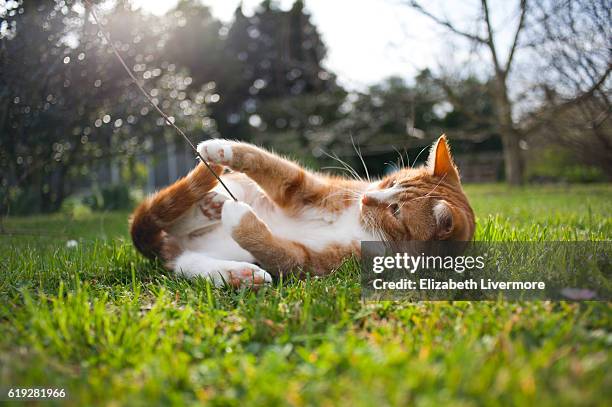 ginger cat playing in the grass - schnurrhaar stock-fotos und bilder