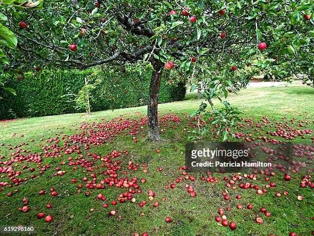 windfall apples in orchard - sussex autumn stock pictures, royalty-free photos & images