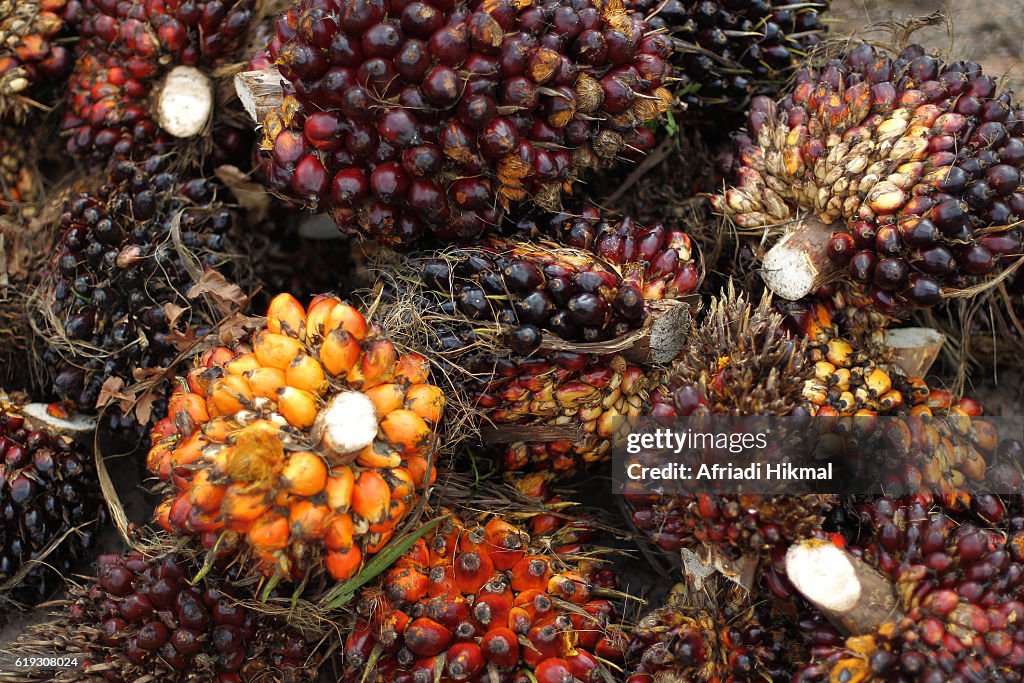 Harvested palm oil fruit