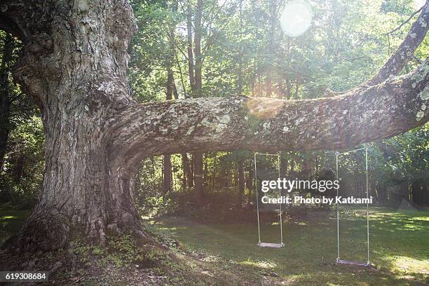 rope swings - lenox massachusetts stock pictures, royalty-free photos & images