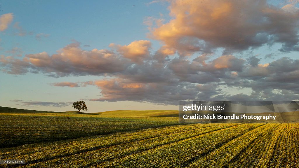 Green Fields