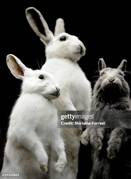 Dead Bunny Photos and Premium High Res Pictures - Getty Images