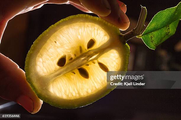 transparent lemon slice - cidra frutas cítricas - fotografias e filmes do acervo