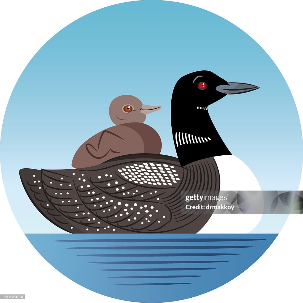 Common Loon