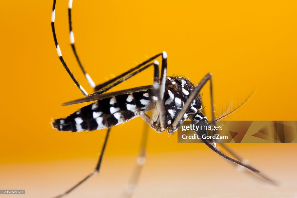 Asian Tiger Mosquito (Aedes albopictus)