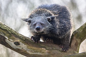 Binturong or bearcat on a tree