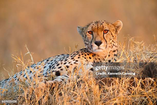 cheetah in serengeti national park, tanzania africa - serengeti national park stock pictures, royalty-free photos & images