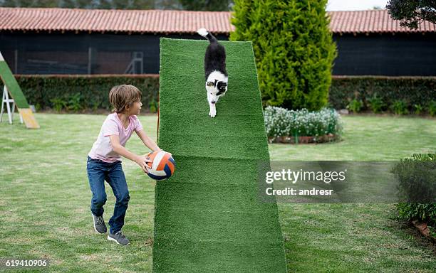 young dog trainer at an obstacle course - training course 個照片及圖片檔