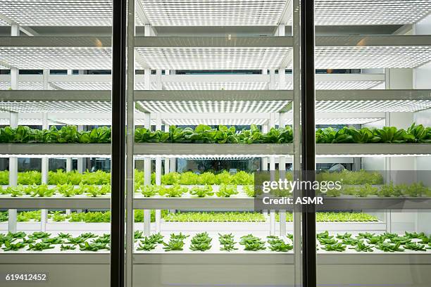 de vegetal farm  - fabrica alimentos fotografías e imágenes de stock