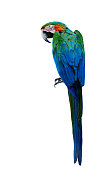 Beautiful Green Macaw bird, Buffon's macaw the exotic parrot bi