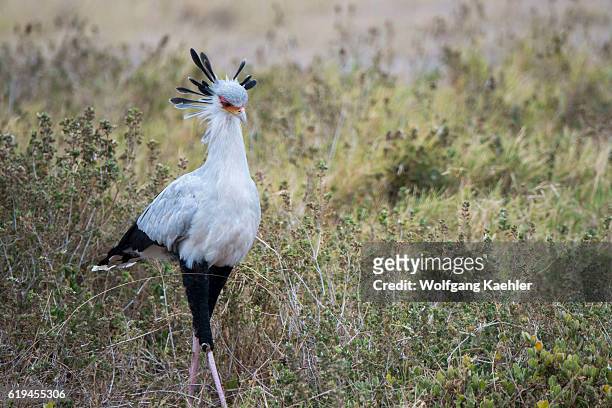 Secretary bird is looking for food in grass in Amboseli National Park, Kenya.