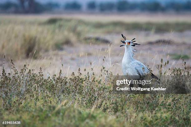 Secretary bird is looking for food in grass in Amboseli National Park, Kenya.