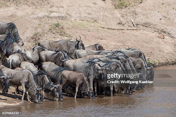 Wildebeests, also called gnus or wildebai, drinking water while waiting to cross the Mara River in the Masai Mara National Reserve in Kenya during...