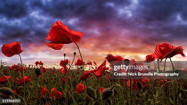 remembering - oriental poppy stock-fotos und bilder