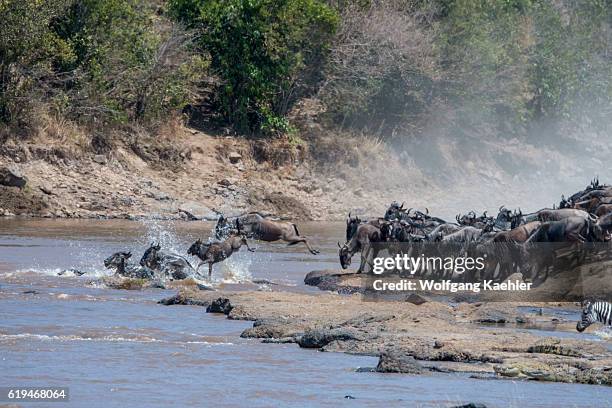 Wildebeests, also called gnus or wildebai, jumping into the Mara River in the Masai Mara National Reserve in Kenya in order to cross it during their...