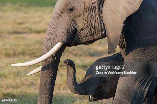 African elephant mother with baby in Amboseli National Park in Kenya.
