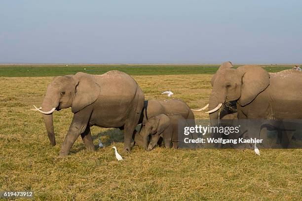 African elephants in Amboseli National Park in Kenya.