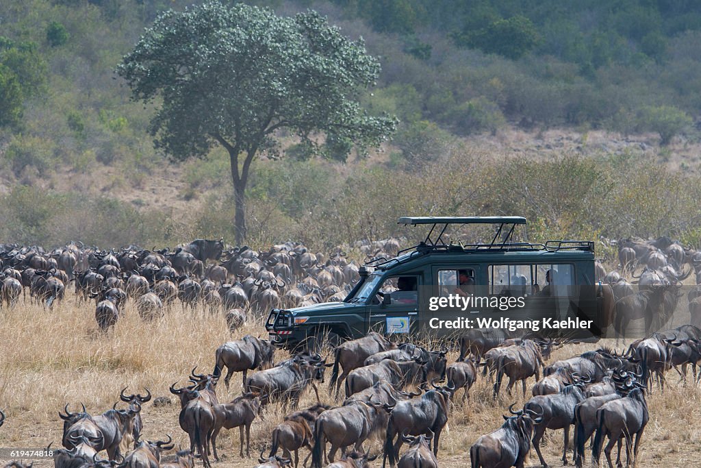 Tourists in a safari vehicle watching the Wildebeests, also...