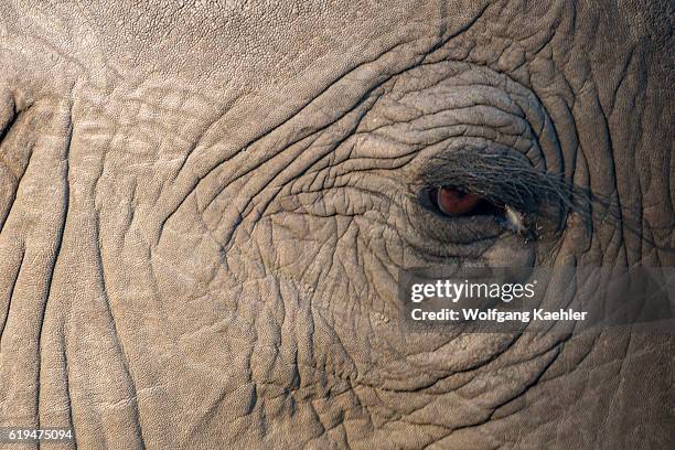 Close-up of the eye of an African elephant in Amboseli National Park in Kenya.