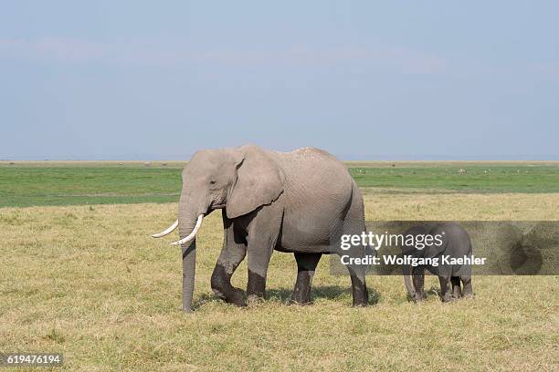 African elephant mother with baby in Amboseli National Park in Kenya.