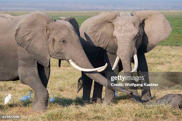 African elephants sniffing sleeping baby in Amboseli National Park in Kenya.