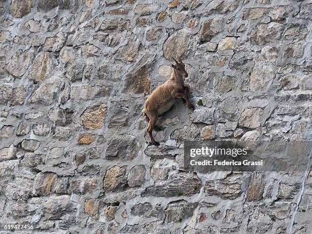 wild ibex goat climbing on steet dam wall to lick the saltpetre off the stones - alpine goat stock pictures, royalty-free photos & images