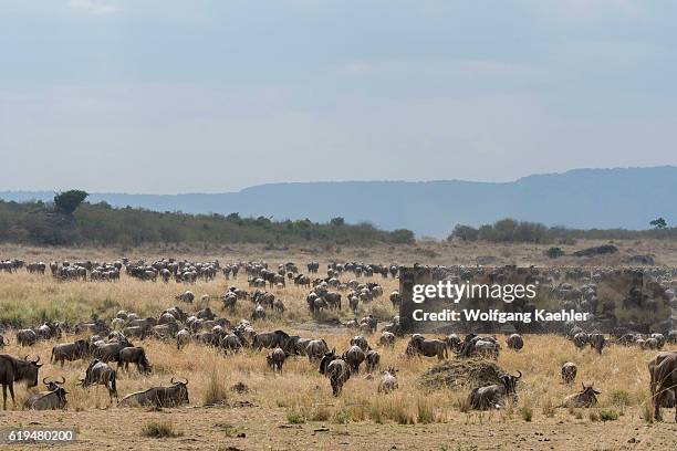 Wildebeests, also called gnus or wildebai, grazing while migrating through the grasslands towards the Mara River in the Masai Mara National Reserve...