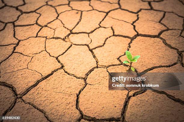 little sprout on cracked brown clay - dry stockfoto's en -beelden