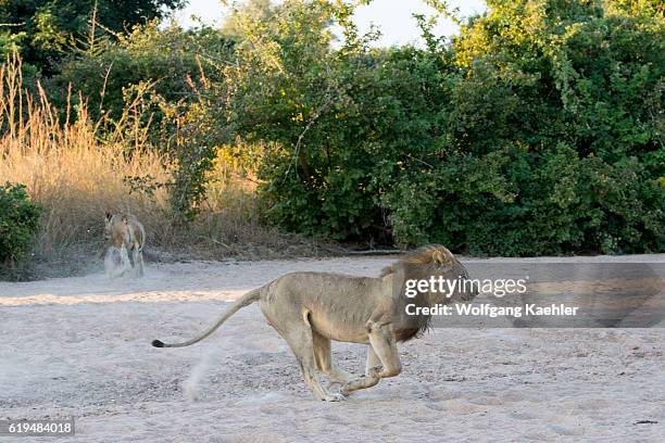 Male lion is running away after being charged by Cape buffaloes in South Luangwa National Park in eastern Zambia.