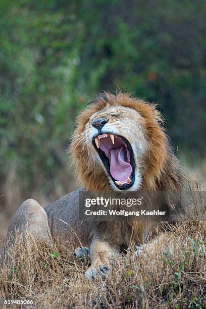 Yawning male lion during a rainstorm in the Masai Mara National Reserve in Kenya.