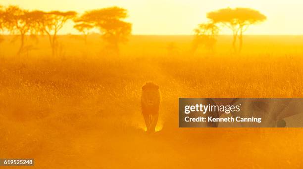 lion and morning light on the serengeti, tanzania africa - lion africa stock pictures, royalty-free photos & images