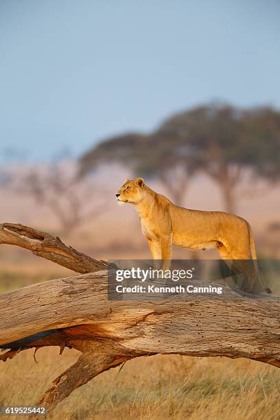 female lion in serengeti national park, tanzania africa - serengeti national park stock pictures, royalty-free photos & images