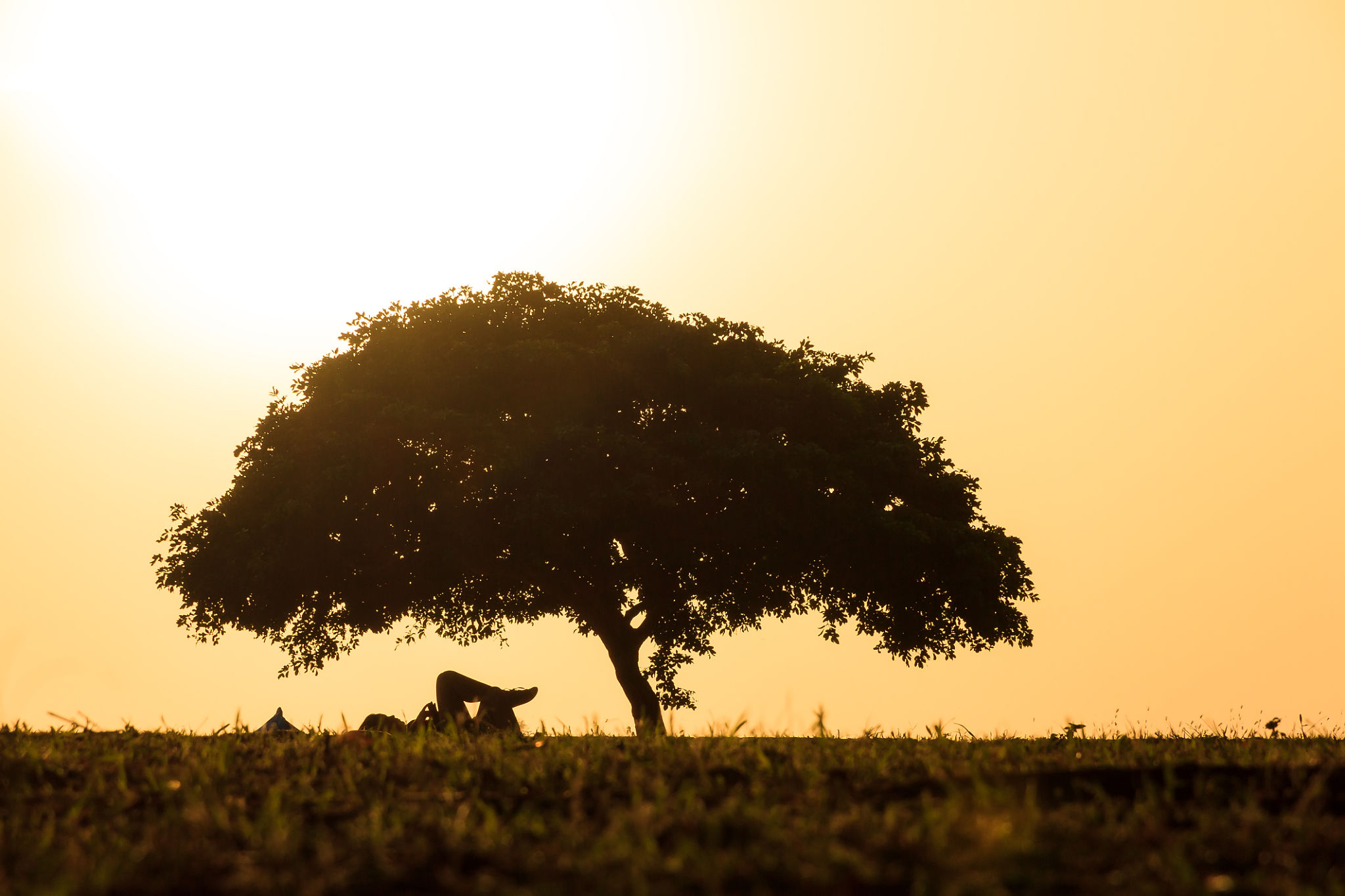 Mango tree that inspired INDIGITEA’s ethos of sustainability and eco consciousness. Mango tree that inspired INDIGITEA’s ethos of sustainability and eco consciousness.